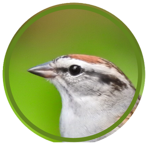 Chipperbirders